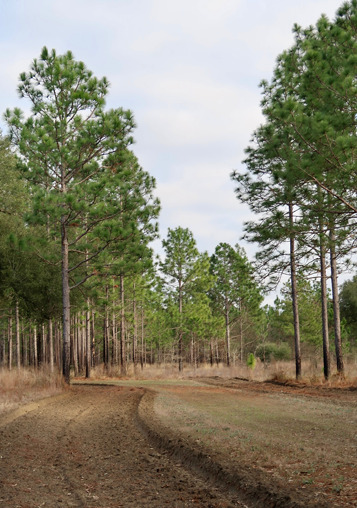 Spring Pond Trail